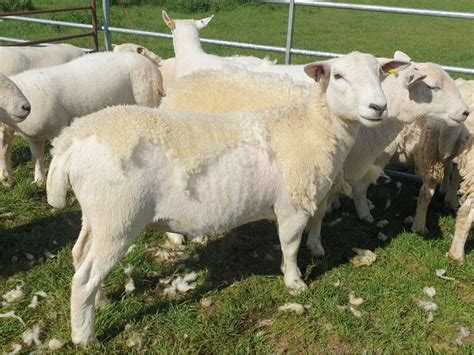 easycare sheep for sale|easy care sheep breed.